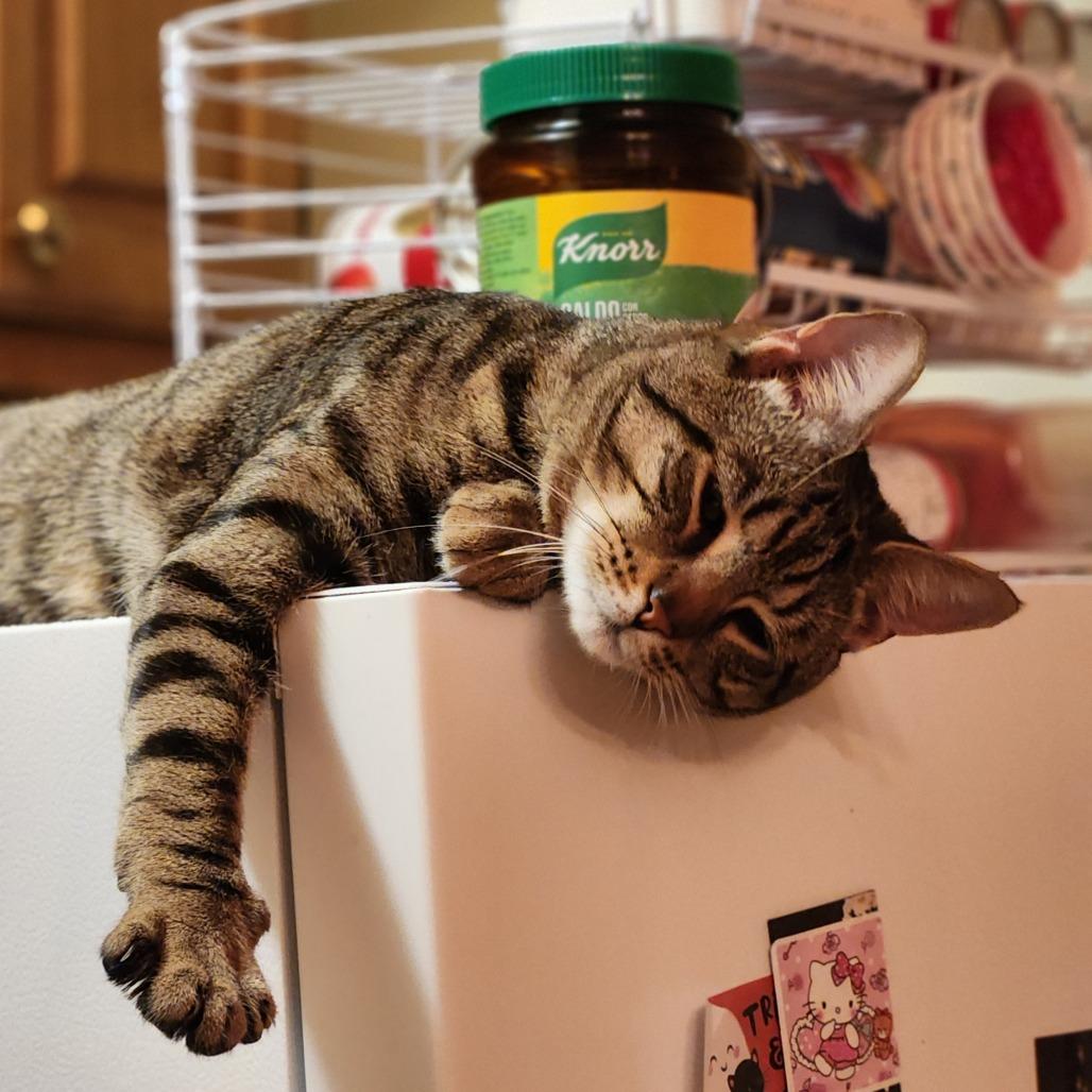 Kitt, a Adoptable Domestic Short Hair in Philadelphia, PA image 3/4