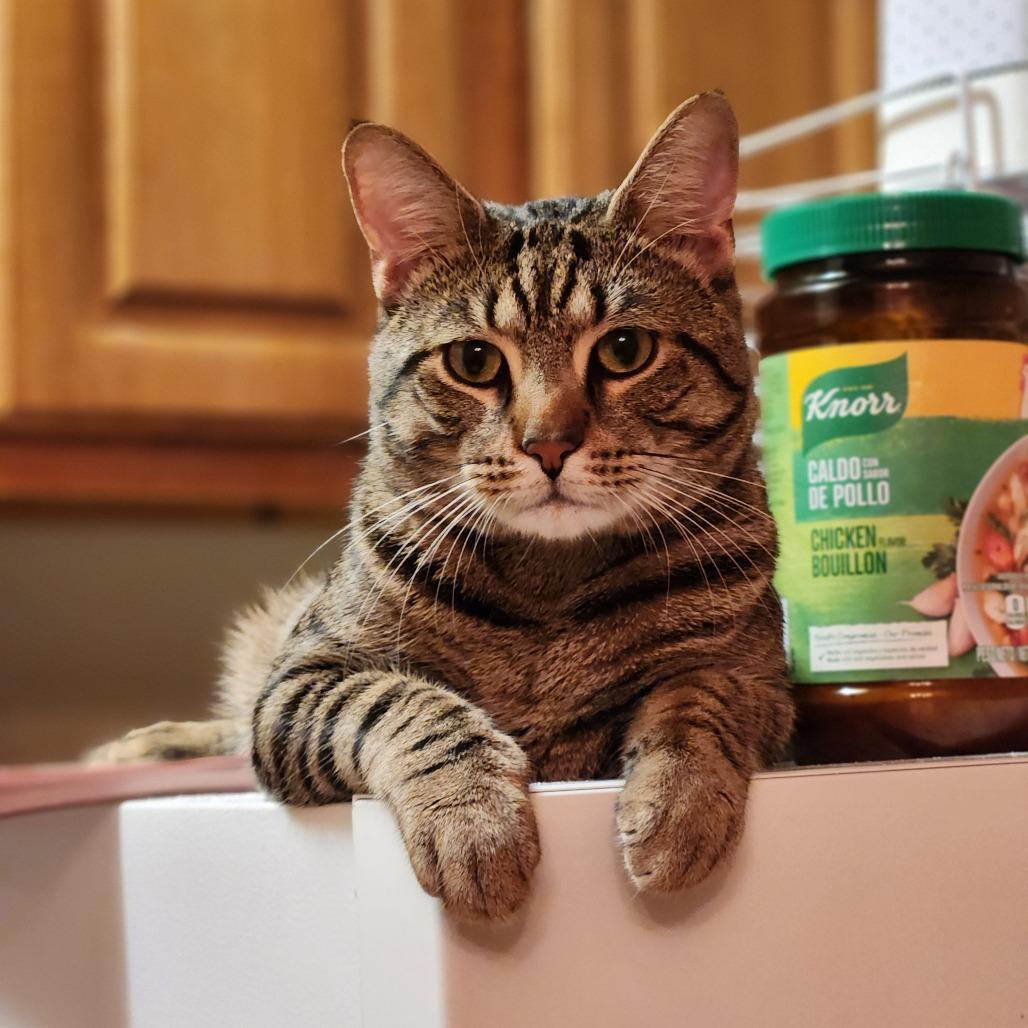 Kitt, a Adoptable Domestic Short Hair in Philadelphia, PA image 4/4