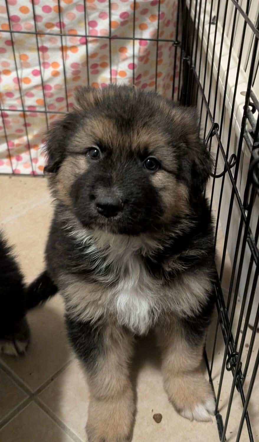 Mufasa, Adopted, Puppy Male Great Pyrenees & German Shepherd Dog.