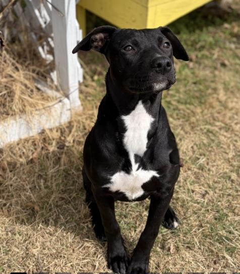 Enlarge Hannah, a ADOPTABLE mixed breed in Boston, MA image 5/5