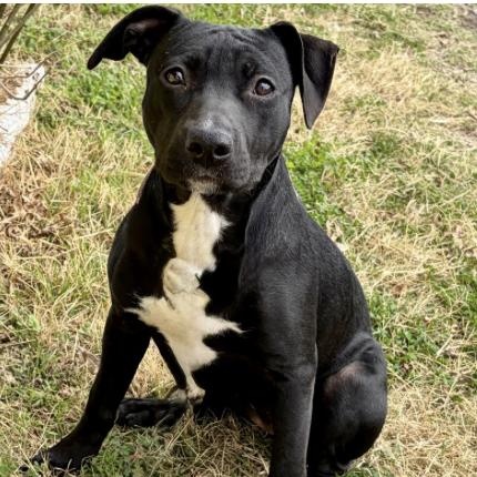 Enlarge Hannah, a ADOPTABLE mixed breed in Boston, MA image 4/5