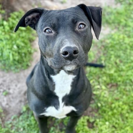 Enlarge Hannah, a ADOPTABLE mixed breed in Boston, MA image 3/5