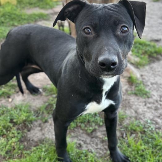 Hannah, ADOPTABLE, Puppy Female Terrier & Pit Bull Terrier.