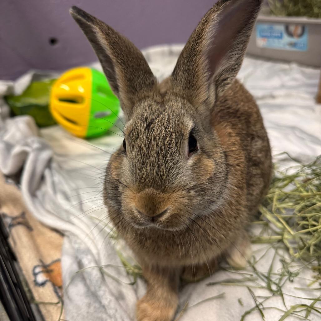 Garbanzo, Adoptable, Baby Male American.