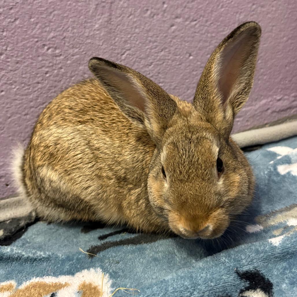 Enlarge Garbanzo, a Adoptable American in Providence, RI image 2/4