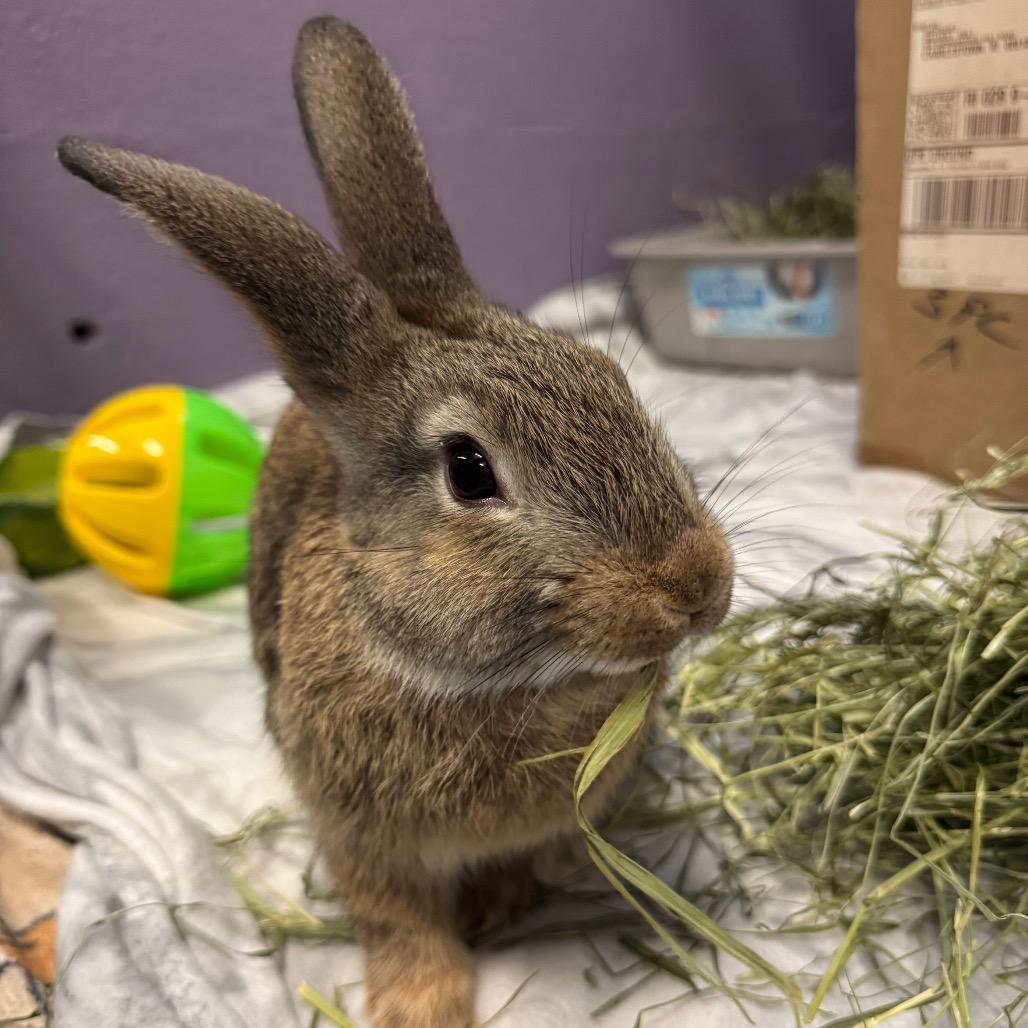 Enlarge Garbanzo, a Adoptable American in Providence, RI image 3/4