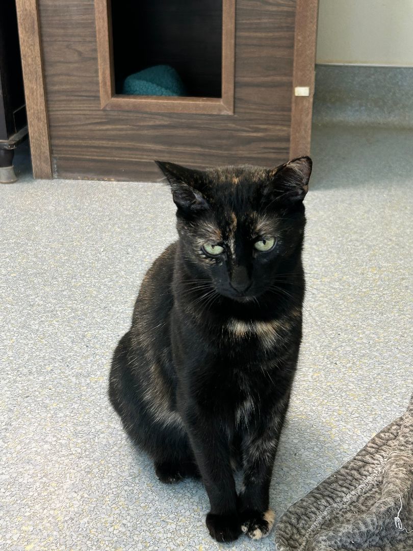 Stormy, Adoptable, Adult Female Domestic Short Hair.