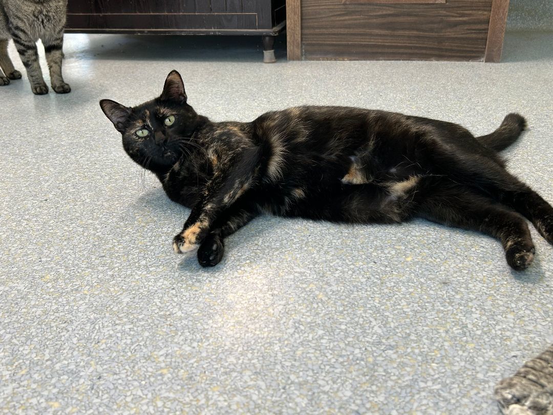 Enlarge Stormy, a Adoptable Domestic Short Hair in El Cajon, CA image 2/3