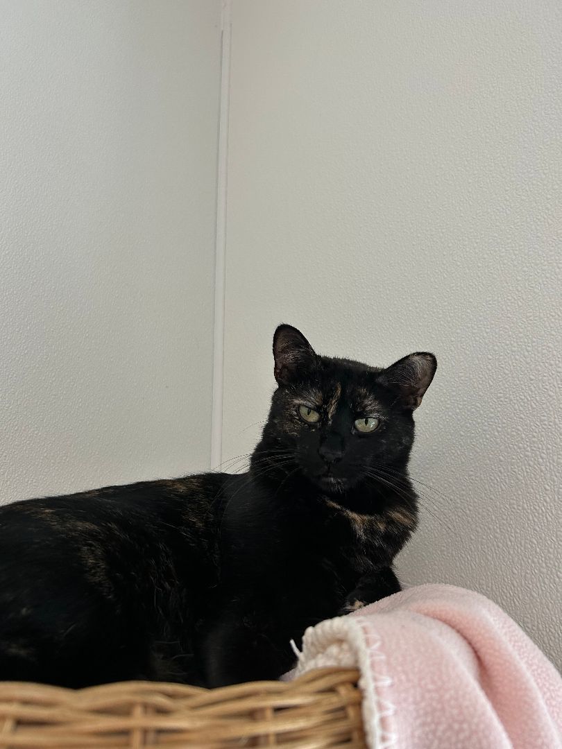 Enlarge Stormy, a Adoptable Domestic Short Hair in El Cajon, CA image 3/3