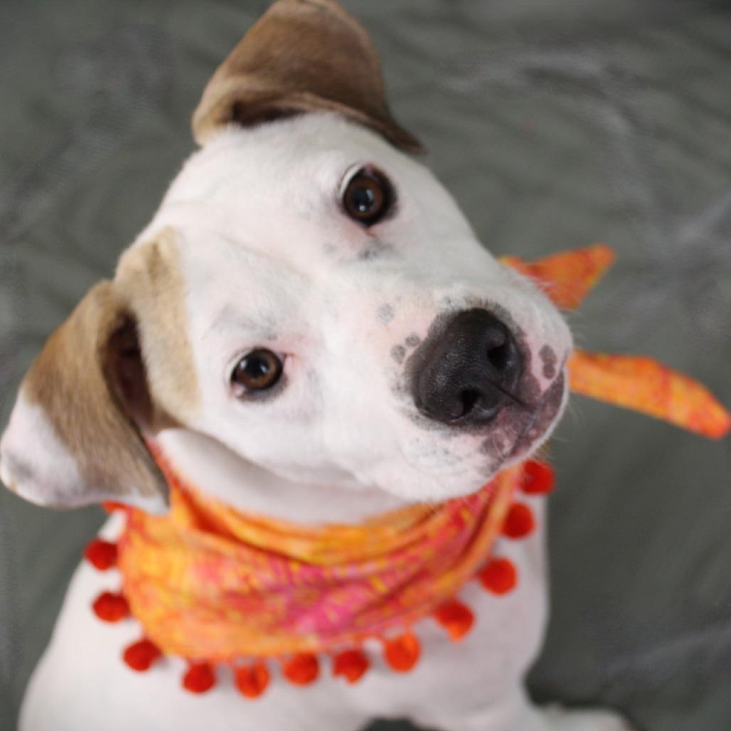 Enlarge Lalita, a Adoptable Mixed Breed in Cincinnati, OH image 1/3