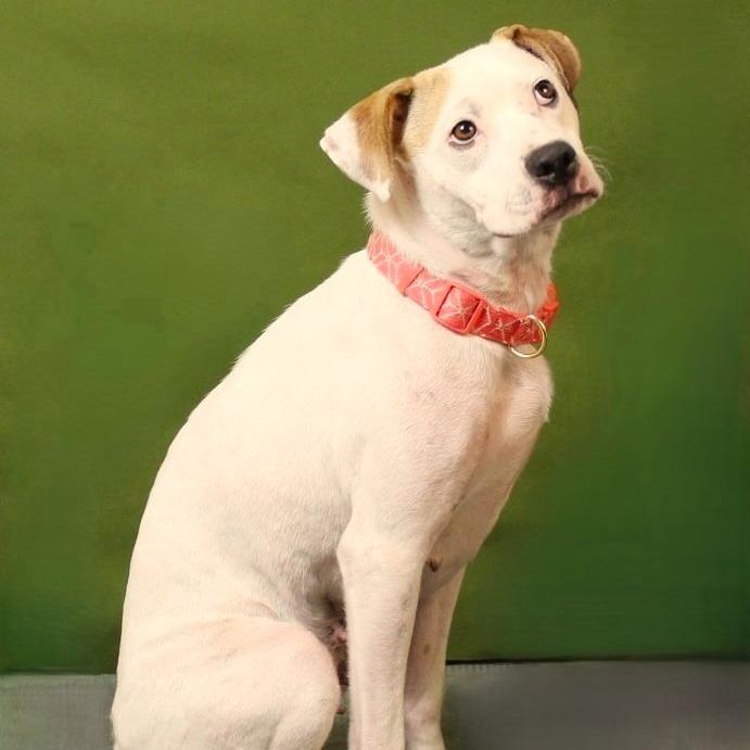 Enlarge Lalita, a Adoptable Mixed Breed in Cincinnati, OH image 2/3