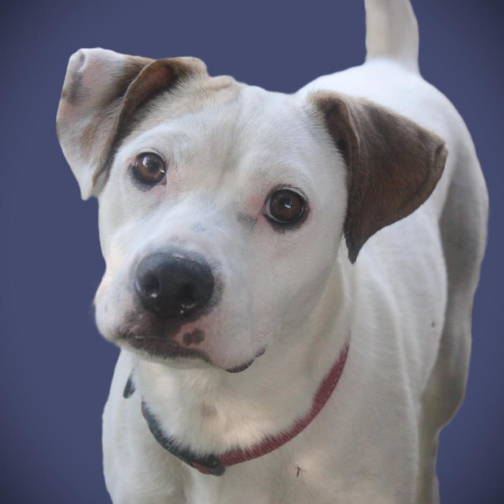 Enlarge Lalita, a Adoptable Mixed Breed in Cincinnati, OH image 3/3