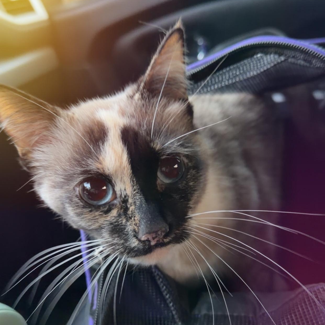 Kiki (EH), adopted, Young Female Siamese.