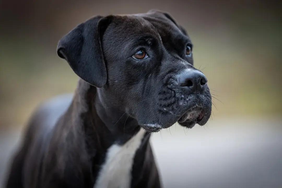 Enlarge Luna, a ADOPTABLE mixed breed in Annandale, VA image 2/2