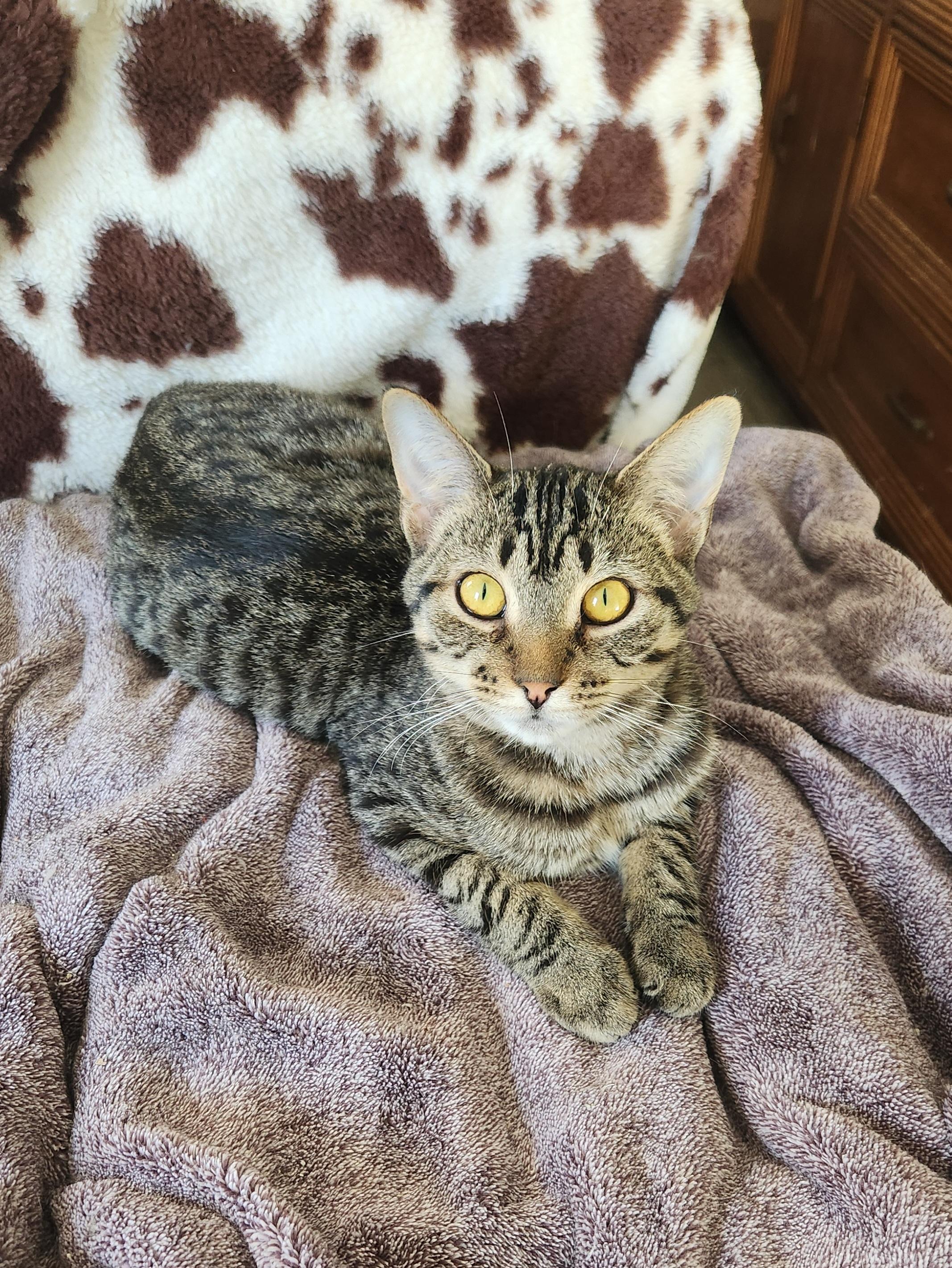 Drax, Adoptable, Young Male Domestic Short Hair.