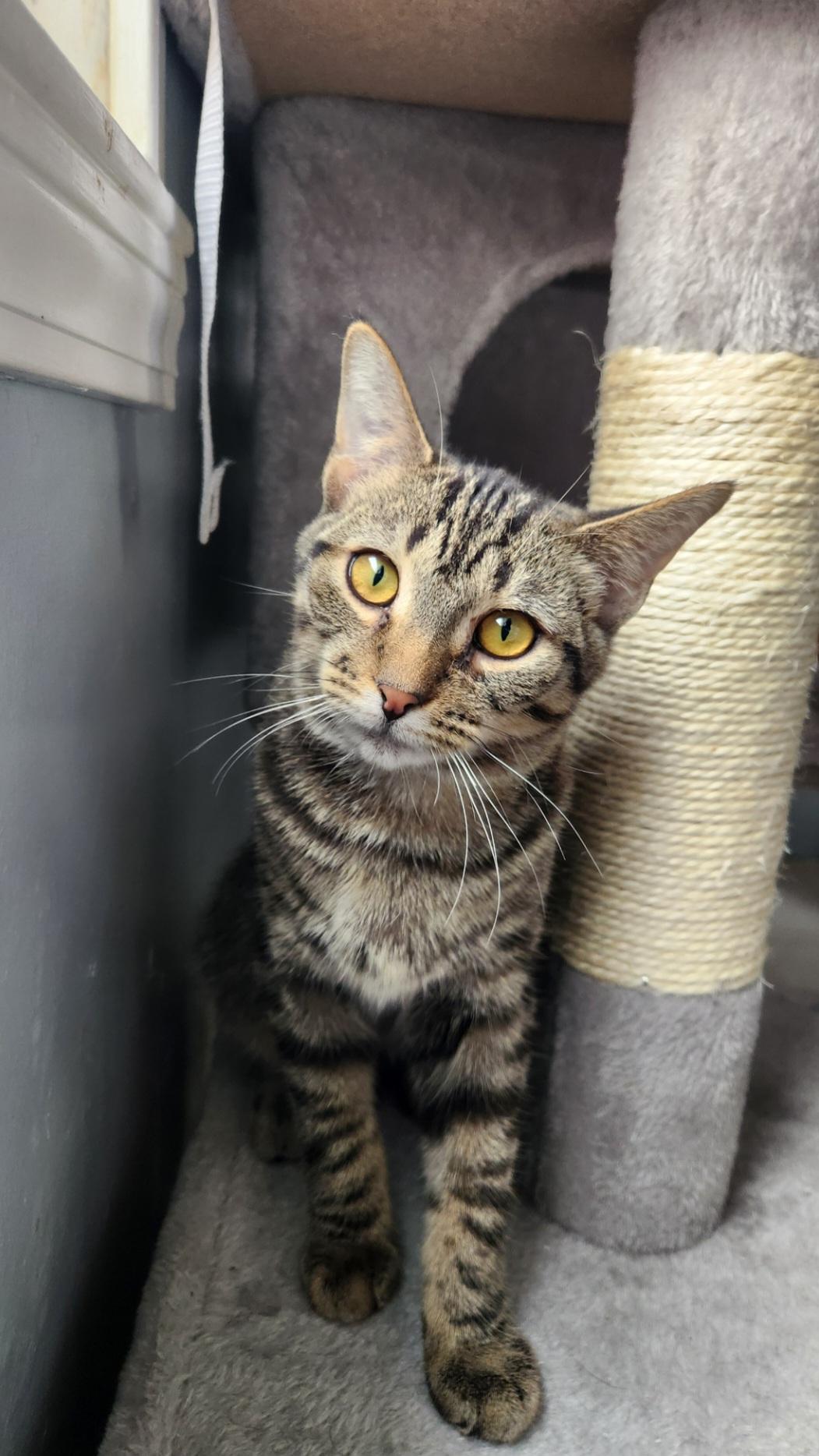 Drax, a Adoptable Domestic Short Hair in Clawson, MI image 2/3