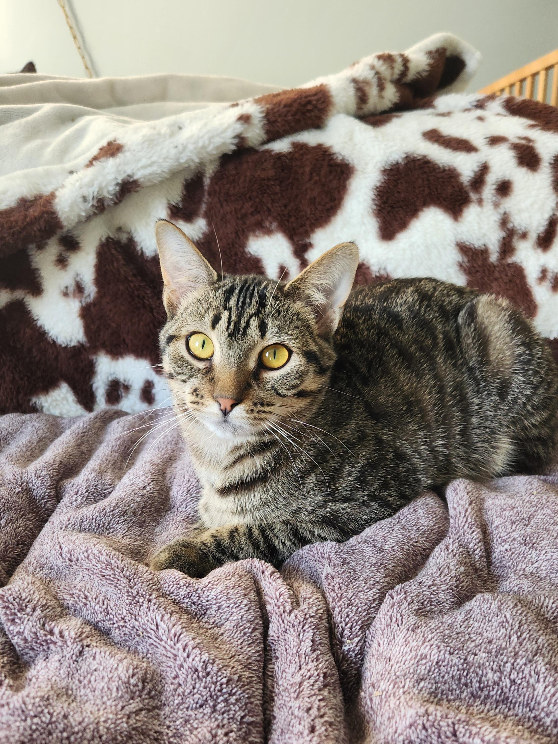 Drax, a Adoptable Domestic Short Hair in Clawson, MI image 3/3