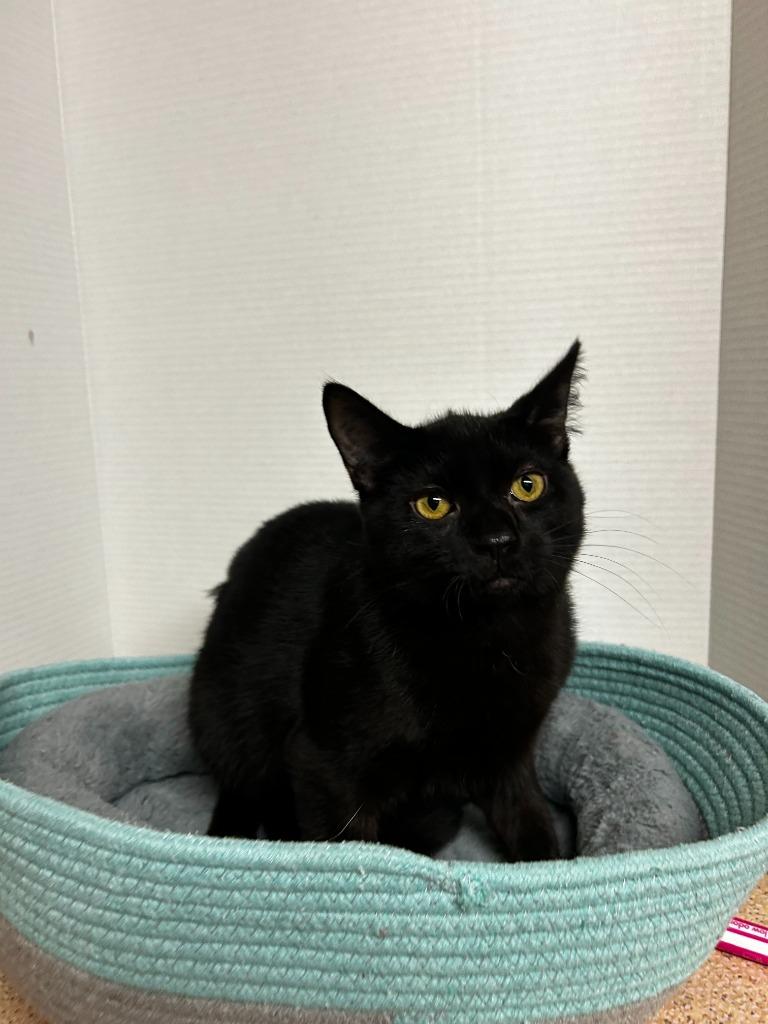 Koal II, Adopted, Young Male Domestic Short Hair.