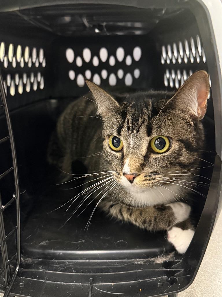 Chanel, Adoptable, Young Female Domestic Short Hair.