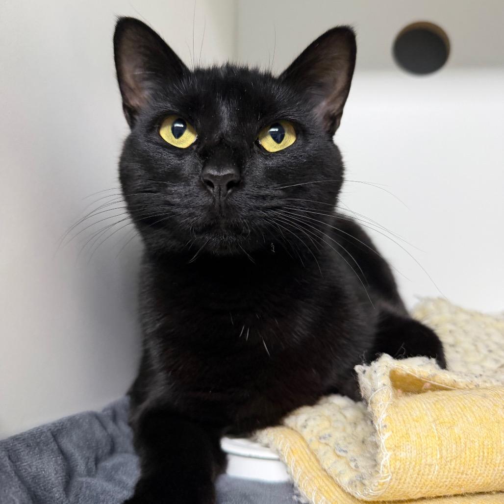 Enlarge Ladybug, a Adoptable Domestic Short Hair in Waynesville, NC image 1/6