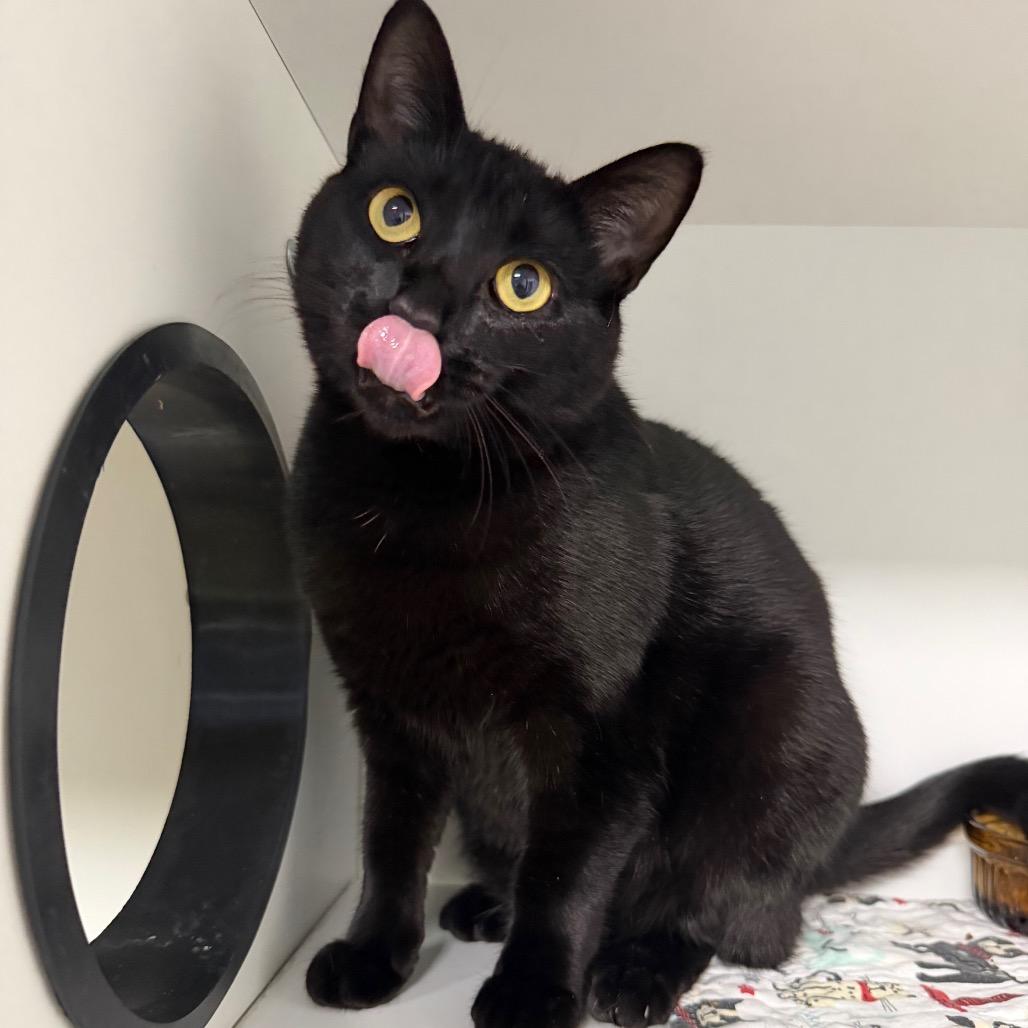 Enlarge Ladybug, a Adoptable Domestic Short Hair in Waynesville, NC image 2/6