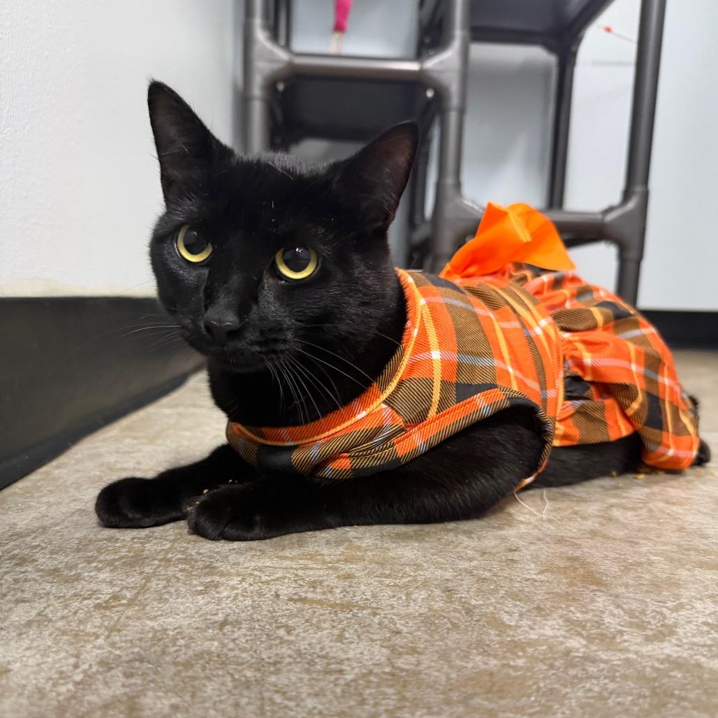 Enlarge Ladybug, a Adoptable Domestic Short Hair in Waynesville, NC image 3/6