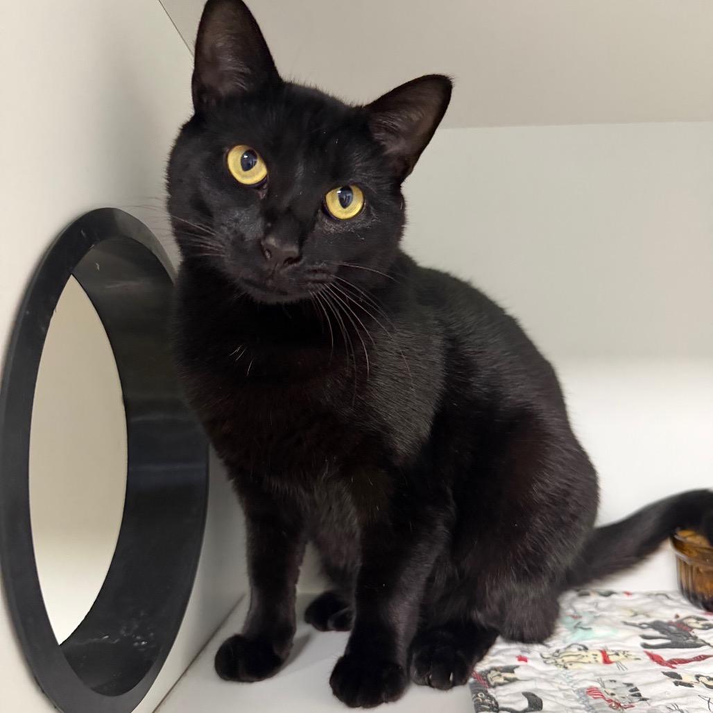 Enlarge Ladybug, a Adoptable Domestic Short Hair in Waynesville, NC image 4/6