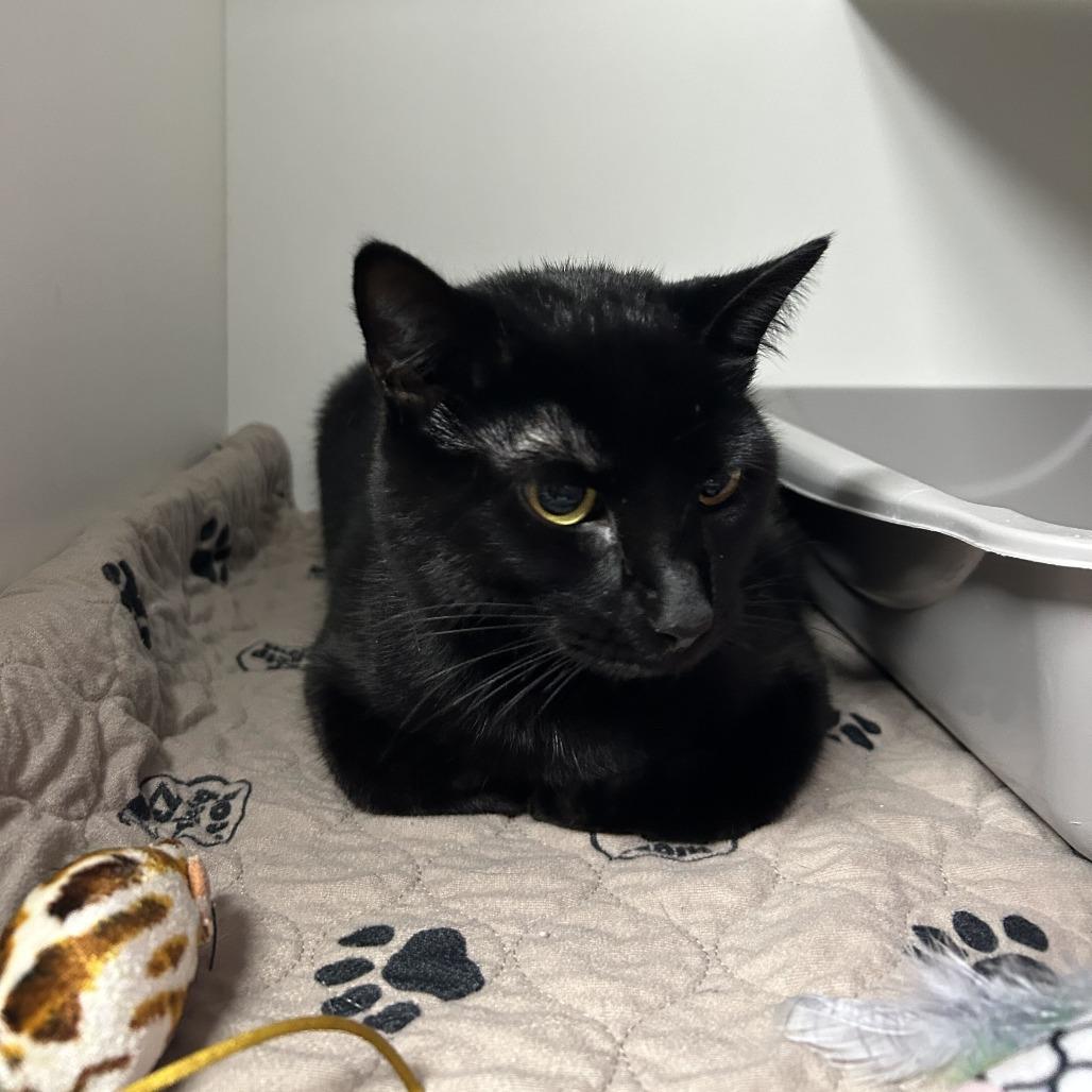 Enlarge Ladybug, a Adoptable Domestic Short Hair in Waynesville, NC image 5/6