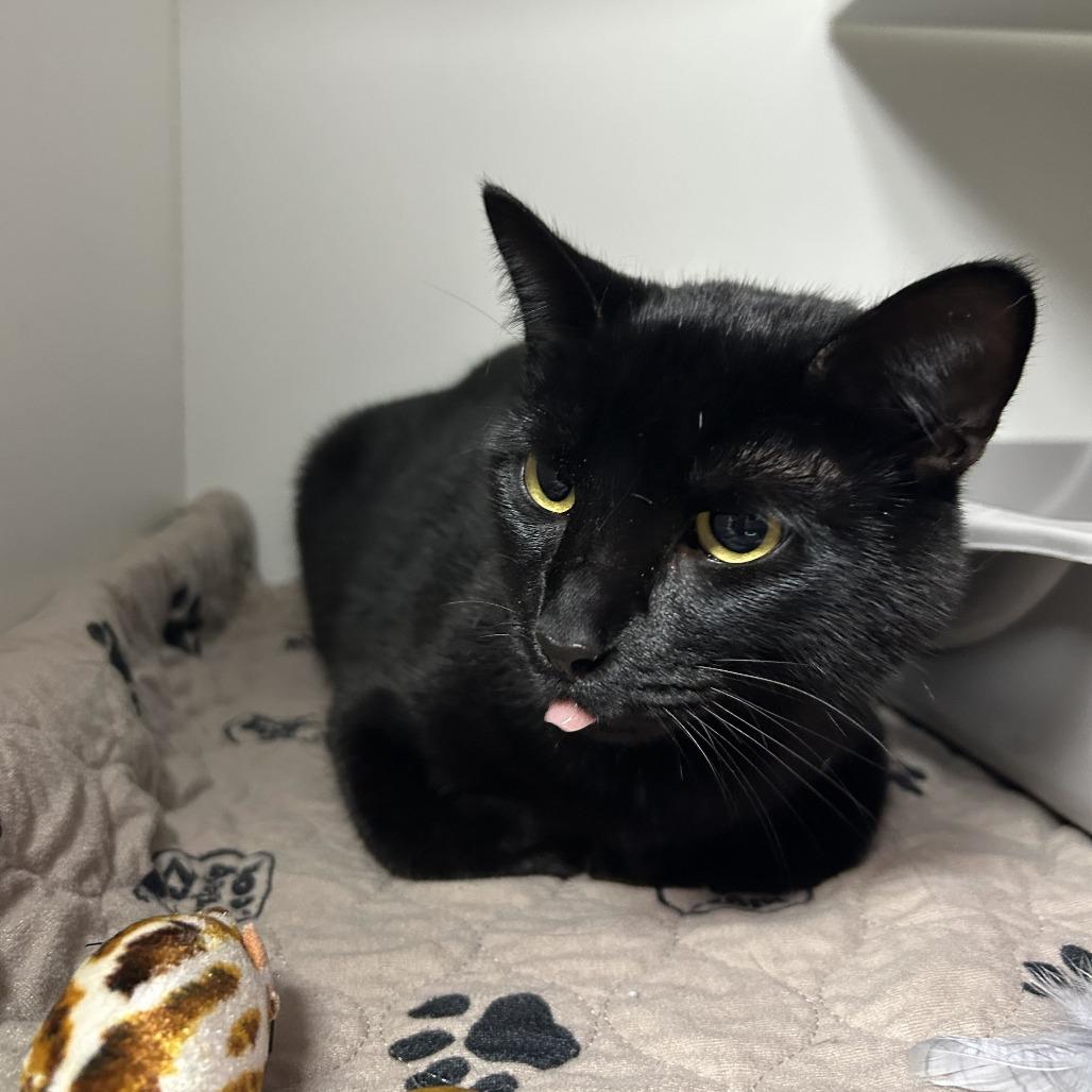 Enlarge Ladybug, a Adoptable Domestic Short Hair in Waynesville, NC image 6/6