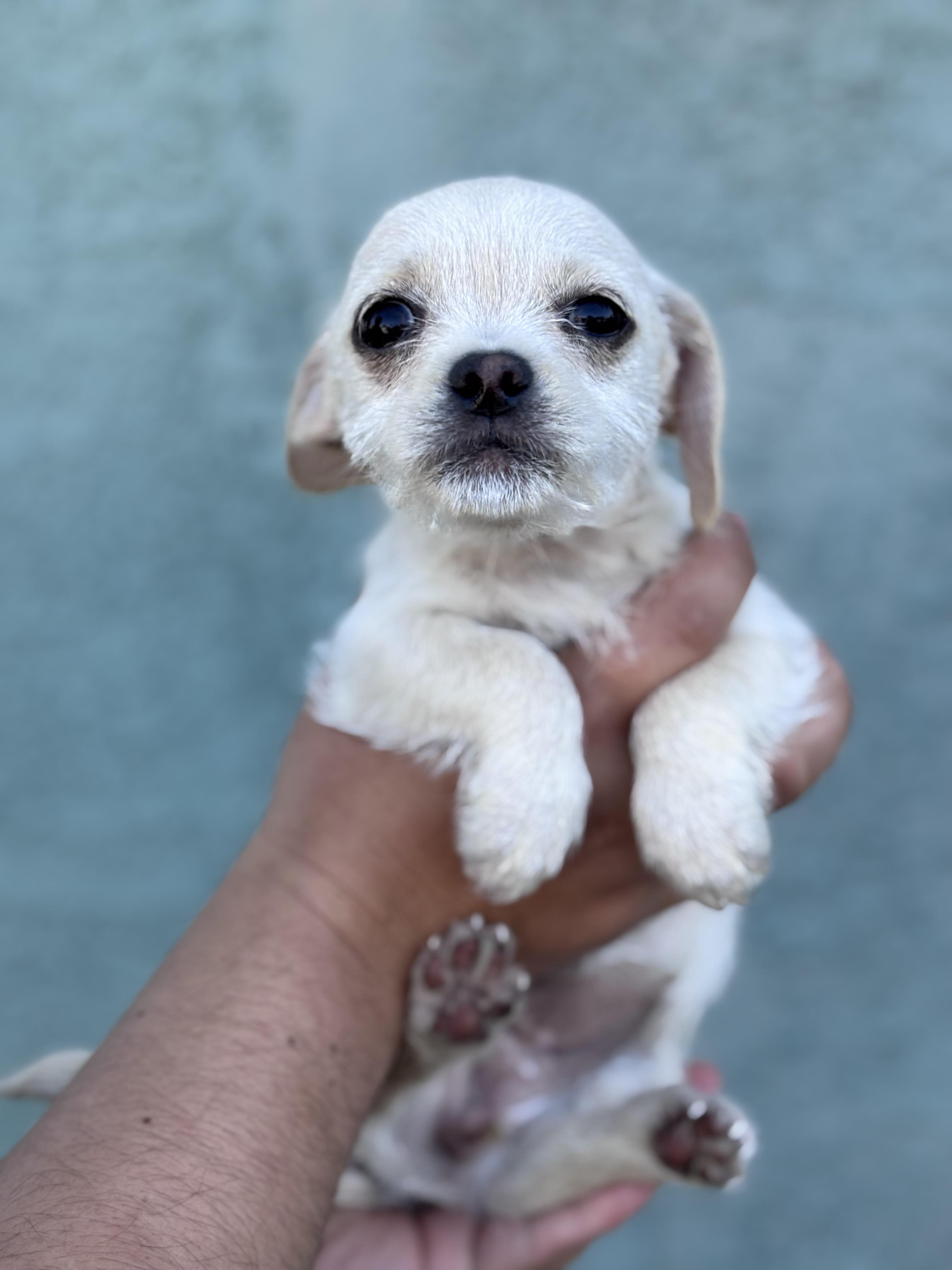 Enlarge Marigold, an adoption pending mixed breed in Corona, CA image 2/2