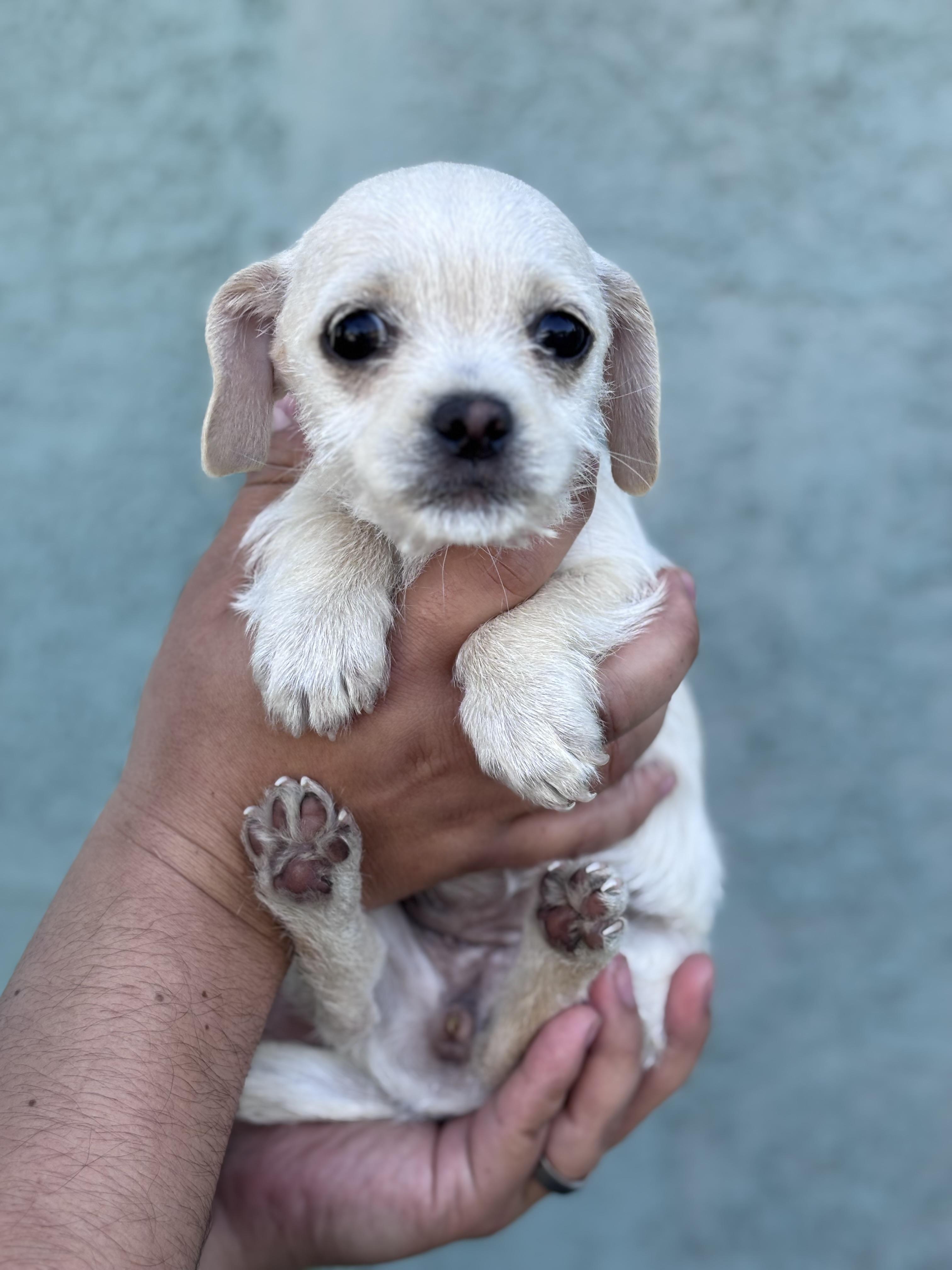 Marigold, ADOPTABLE, Puppy Female Maltese & Dachshund.