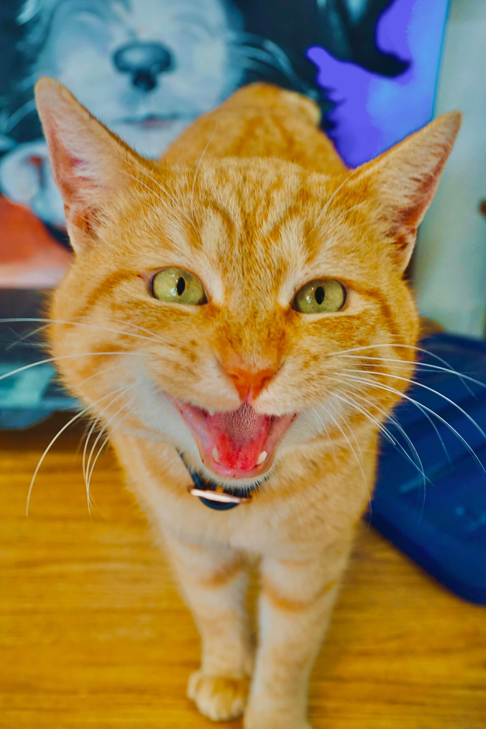 Enlarge Big Boy Bobby, a ADOPTABLE mixed breed in San Diego, CA image 2/2