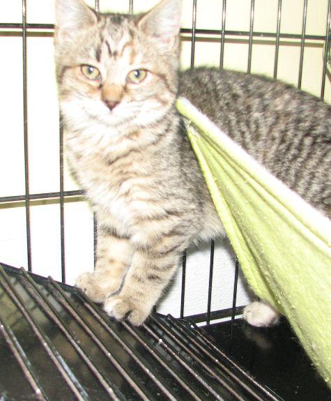 Tabitha, a ADOPTABLE Tabby in Lawrenceburg, KY image 5/5