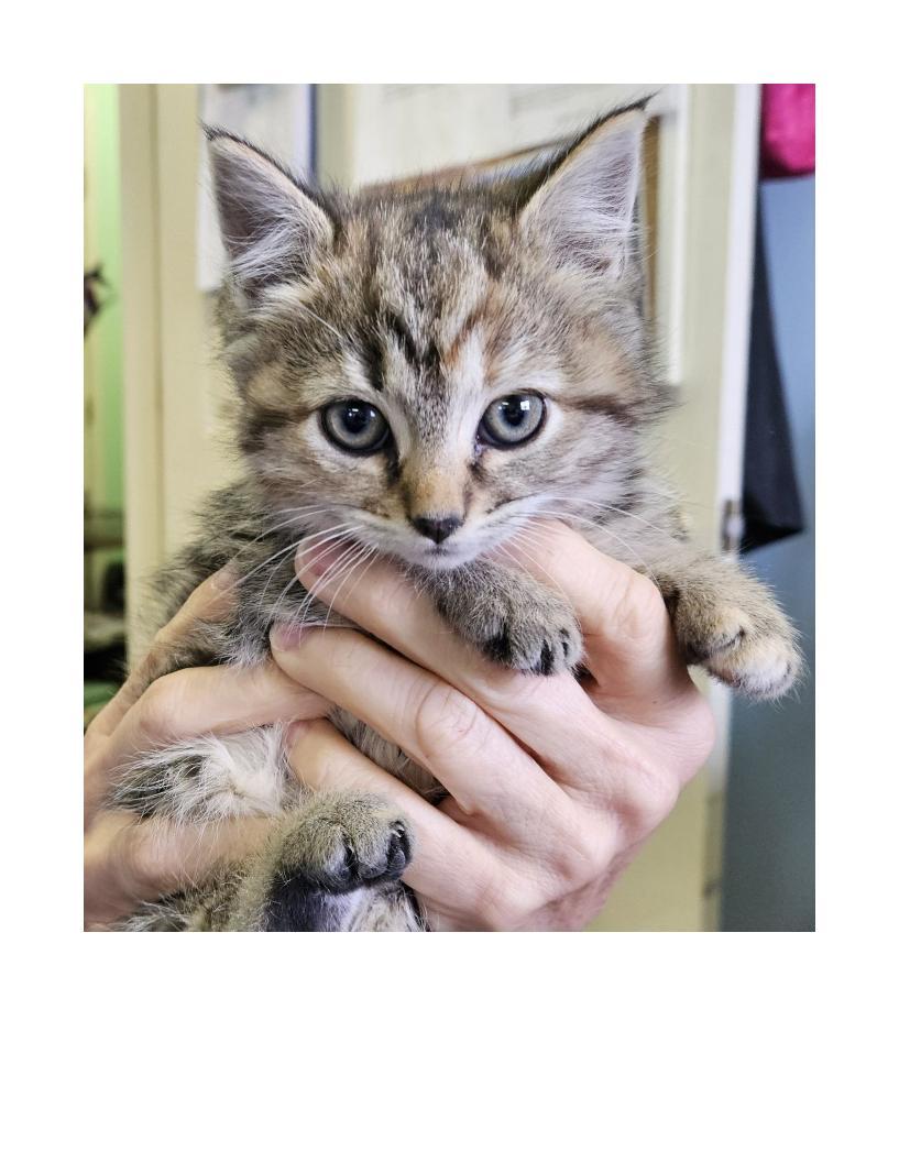Enlarge Tabitha, a ADOPTABLE American Shorthair in Lawrenceburg, KY image 1/1