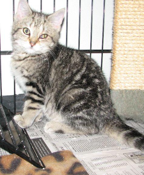 Tabitha, a ADOPTABLE Tabby in Lawrenceburg, KY image 2/5
