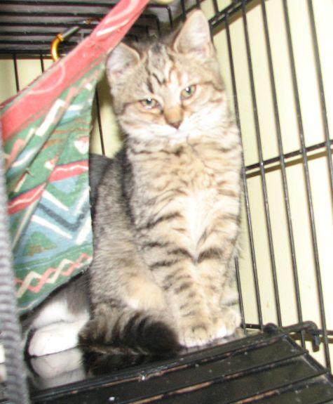 Tabitha, a ADOPTABLE Tabby in Lawrenceburg, KY image 3/5