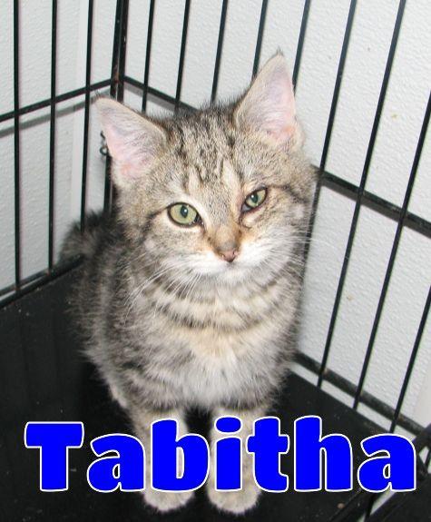Tabitha, a ADOPTABLE Tabby in Lawrenceburg, KY image 1/5