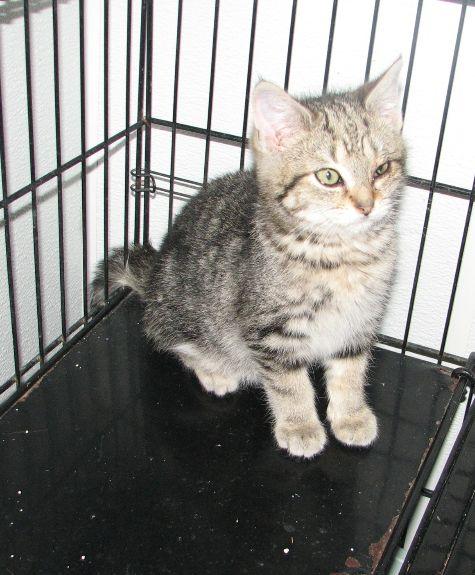 Tabitha, a ADOPTABLE Tabby in Lawrenceburg, KY image 4/5