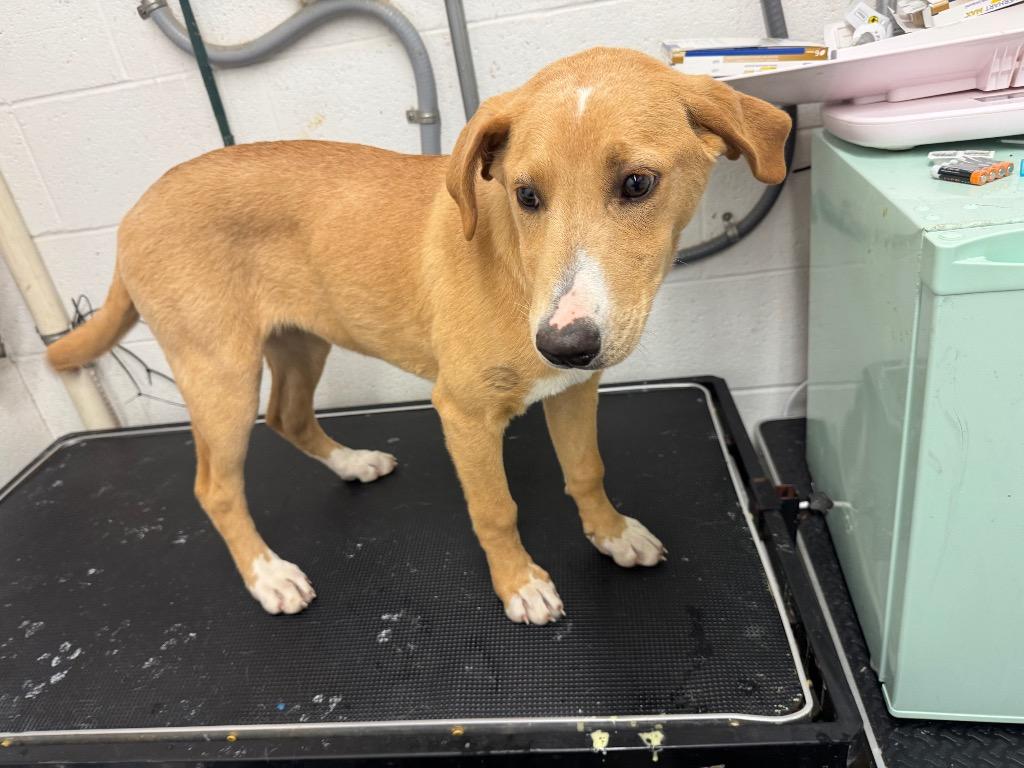 Enlarge Hare-Adoptable Awaiting S/N, a Adoptable Retriever in Chickamauga , GA image 1/1