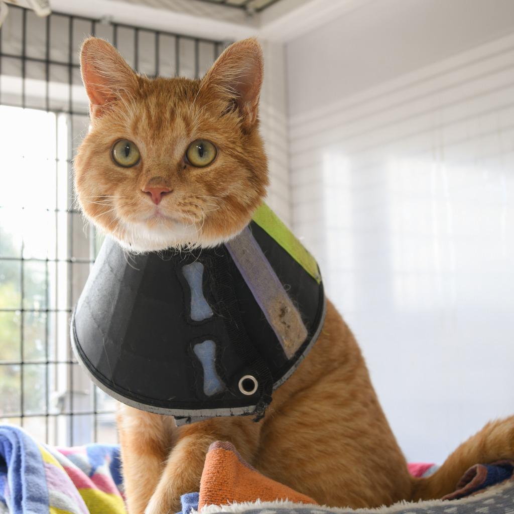 Charlie, Adoptable, Adult Male Domestic Short Hair.