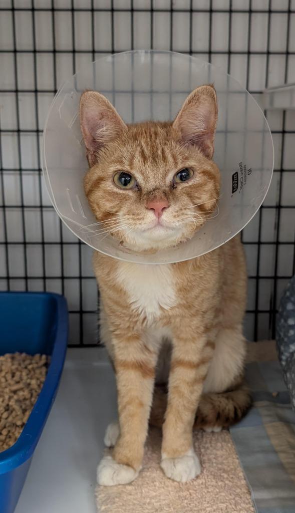 Charlie, a Adoptable mixed breed in Ewing, NJ image 2/6