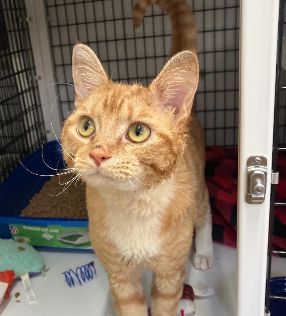 Enlarge Charlie, a Adoptable mixed breed in Ewing, NJ image 1/1