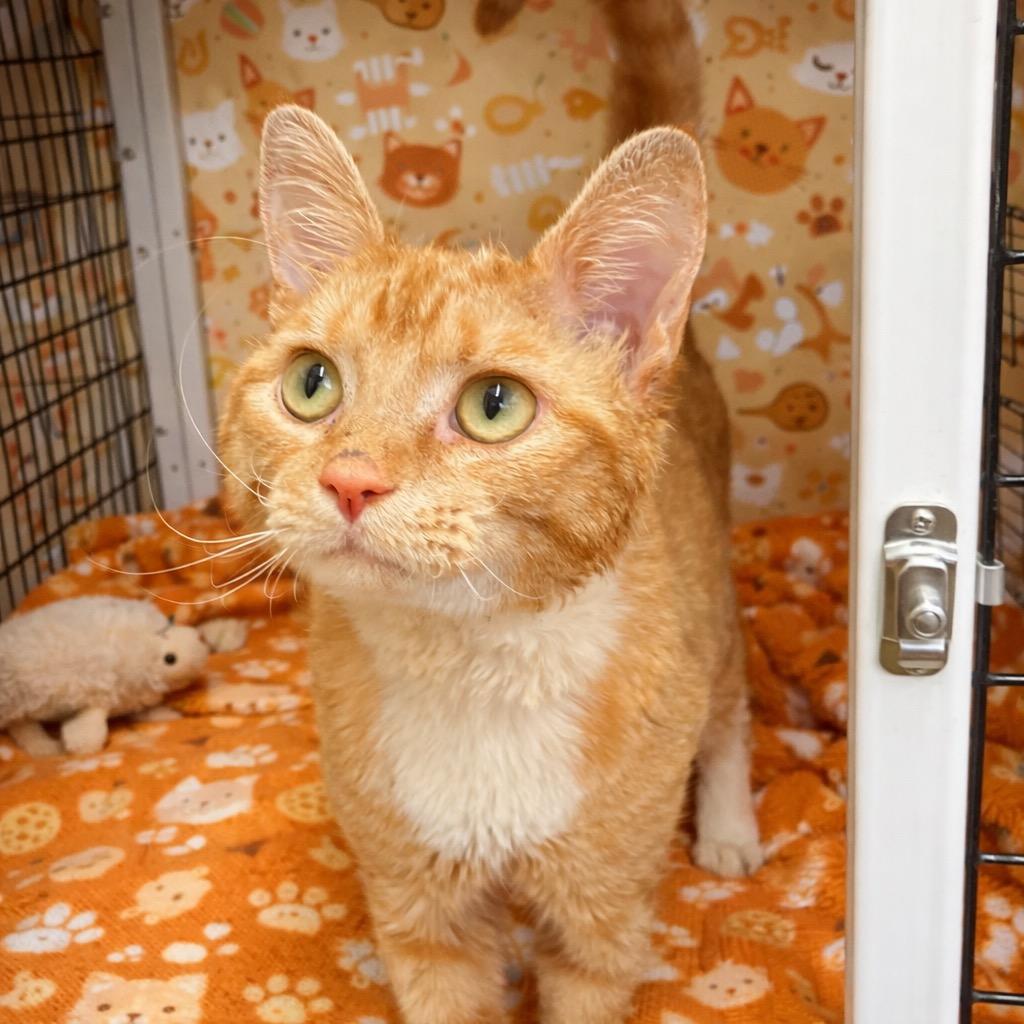 Enlarge Charlie, a Found mixed breed in Ewing, NJ image 1/1