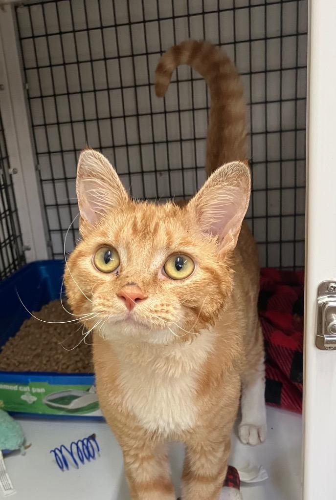 Charlie, a Adoptable mixed breed in Ewing, NJ image 6/6