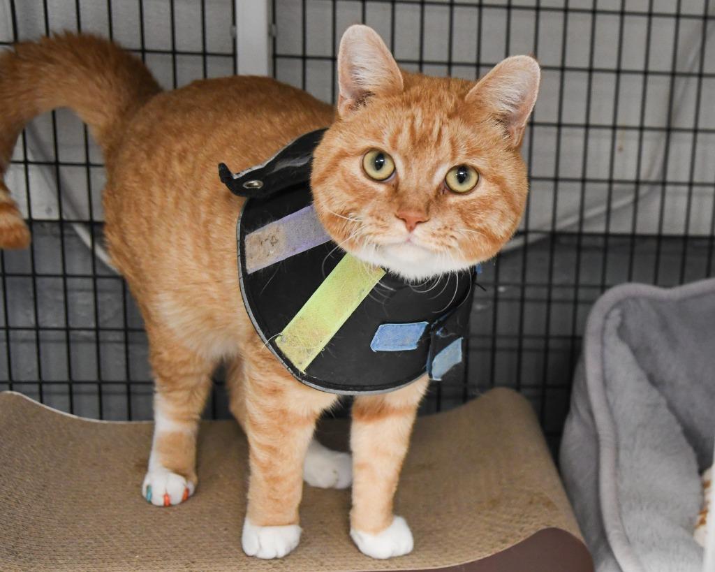 Enlarge Charlie, a Adoptable mixed breed in Ewing, NJ image 6/6