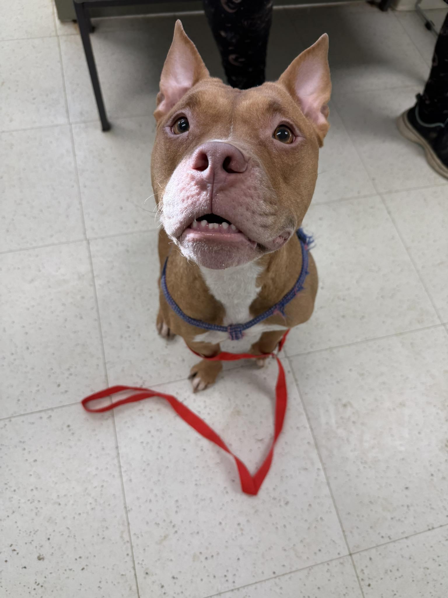 Enlarge China, a ADOPTABLE Pit Bull Terrier in Binghamton, NY image 1/1