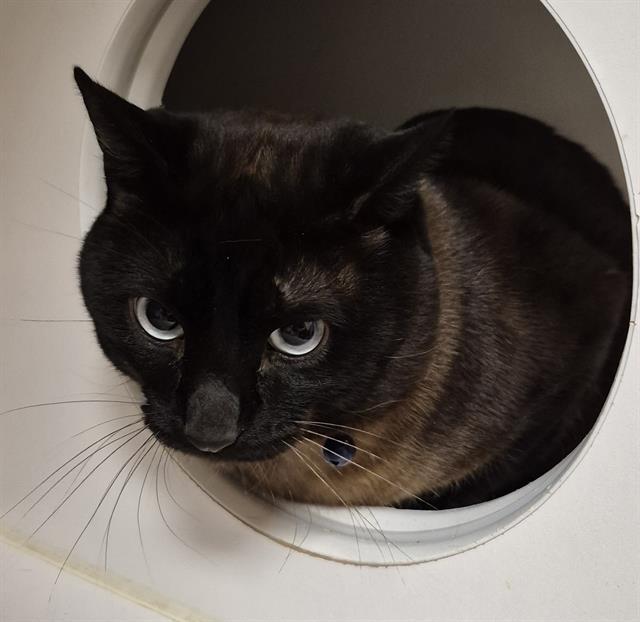 Enlarge FELIX-BARN, a Adoptable Siamese in Lodi, CA image 1/1