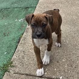 Enlarge Arlow, an adopted Mixed Breed in Watertown, WI image 5/5