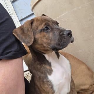 Enlarge Arlow, an adopted Mixed Breed in Watertown, WI image 3/5