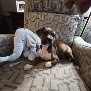 Enlarge Arlow, an adopted Mixed Breed in Watertown, WI image 4/5